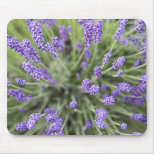 Tapis De Souris Plantes de lavande