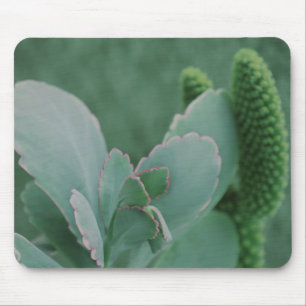 Tapis De Souris Plantes du désert