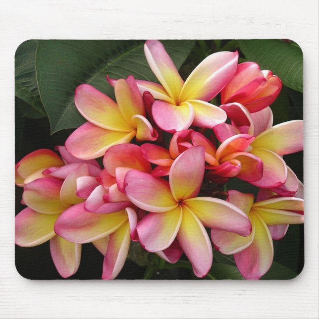 Tapis De Souris Plumeria tropicale rose et jaune (Devant)