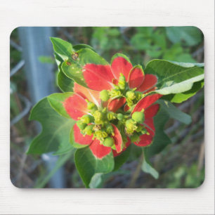 Tapis De Souris Poinsettia sauvage