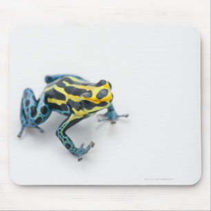 Tapis De Souris Poison noir, jaune et bleu grenouille à tarte