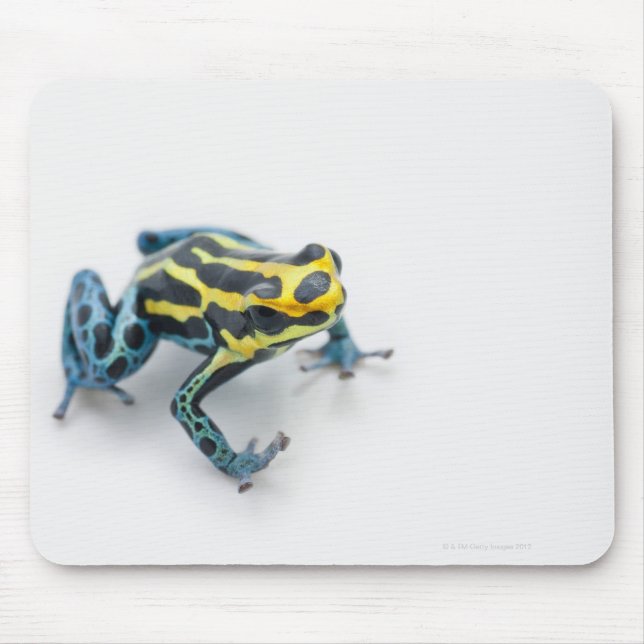 Tapis De Souris Poison noir, jaune et bleu grenouille à tarte (Devant)