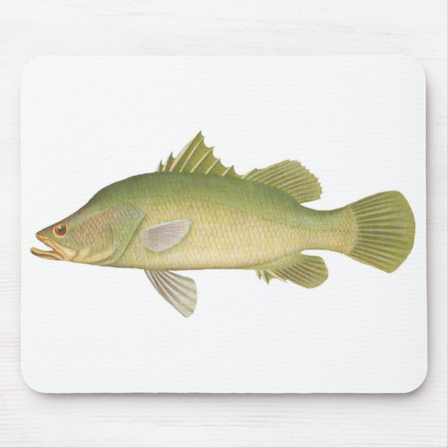 Tapis De Souris Poisson - Barramundi - Lates calcarifer (Devant)