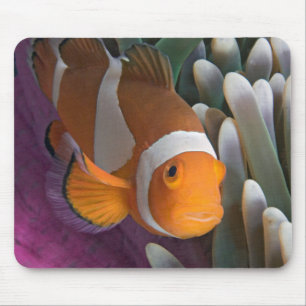Tapis De Souris Poisson clown occidental