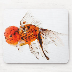 Tapis De Souris Poisson rouge de lionhead de calicot (auratus de
