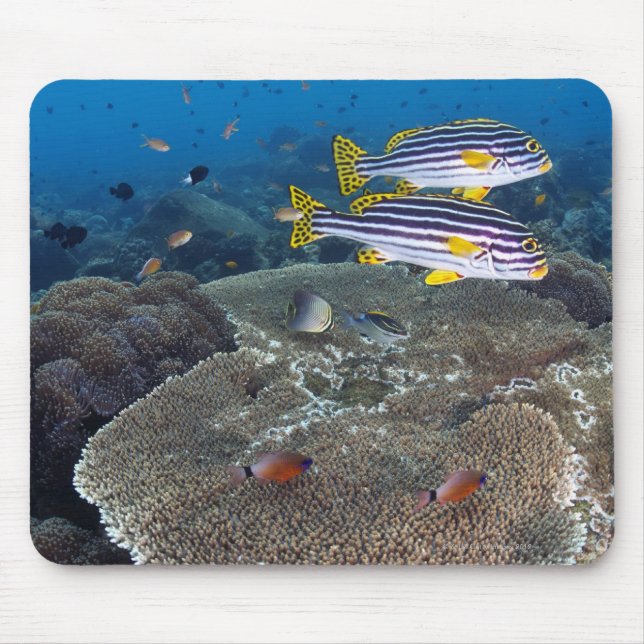 Tapis De Souris Poisson Sweetlip (Devant)
