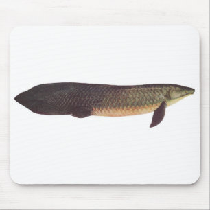 Tapis De Souris Poissons - Qld. Lungfish - forsteri de