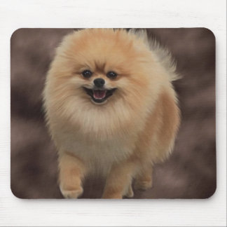 Tapis De Souris Pomeranian