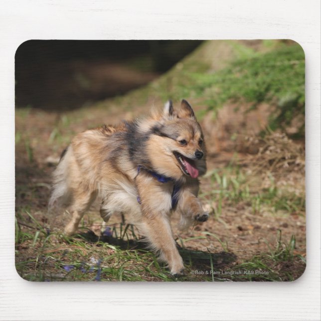 Tapis De Souris Pomeranian fonctionnant avec le harnais dessus (Devant)