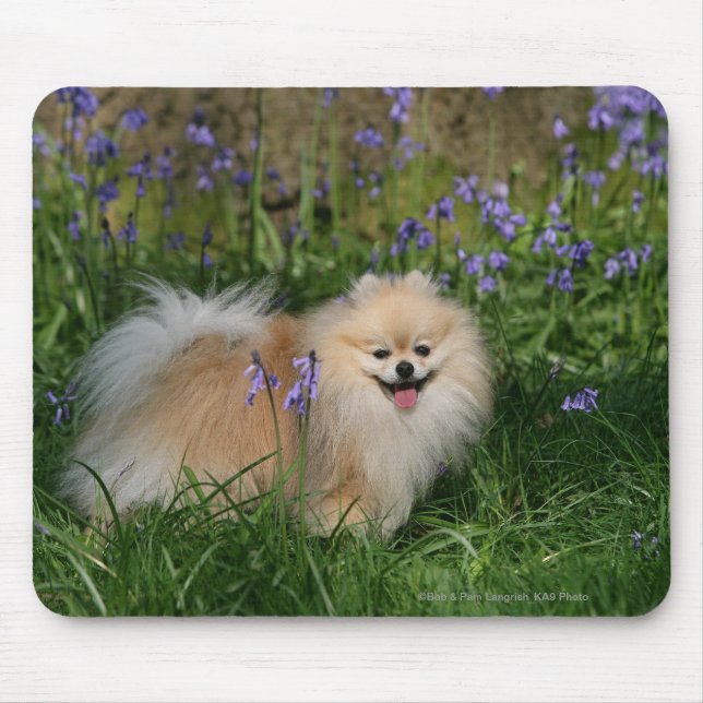 Tapis De Souris Pomeranian se tenant regardant l'appareil-photo (Devant)