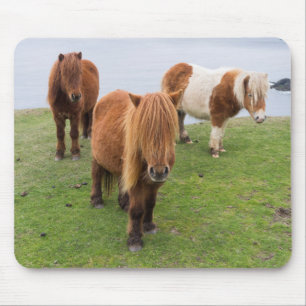 Tapis De Souris Poney Shetland dans un pâturage près de hautes fal
