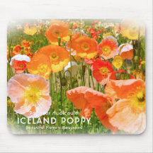 Poppy d'Islande