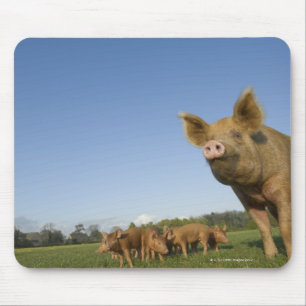 Tapis De Souris Porc dans un domaine
