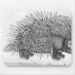 Tapis De Souris Porc-épic, de 'Historia Animalium
