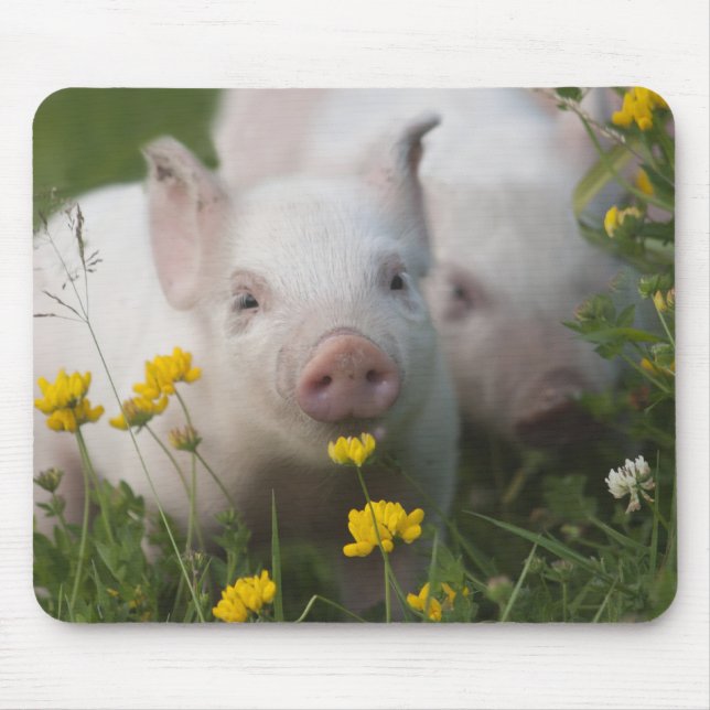 Tapis De Souris Porcelet blanc entouré par les fleurs jaunes (Devant)