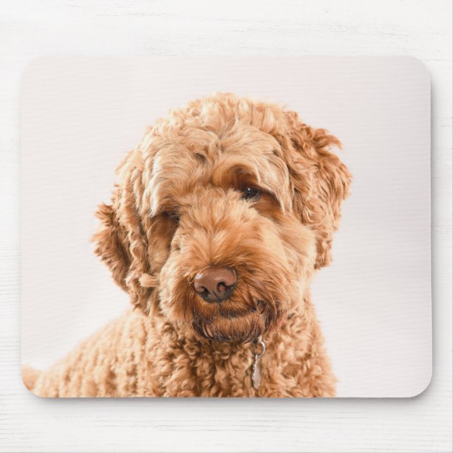 Tapis De Souris Portrait de Goldendoodle Studio (Devant)