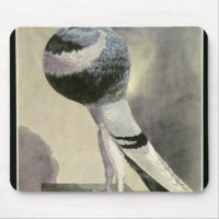 Portrait de pigeon de Pouter