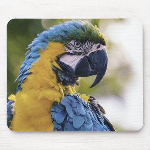 Tapis De Souris Portrait de profil de perroquet Ara photographié