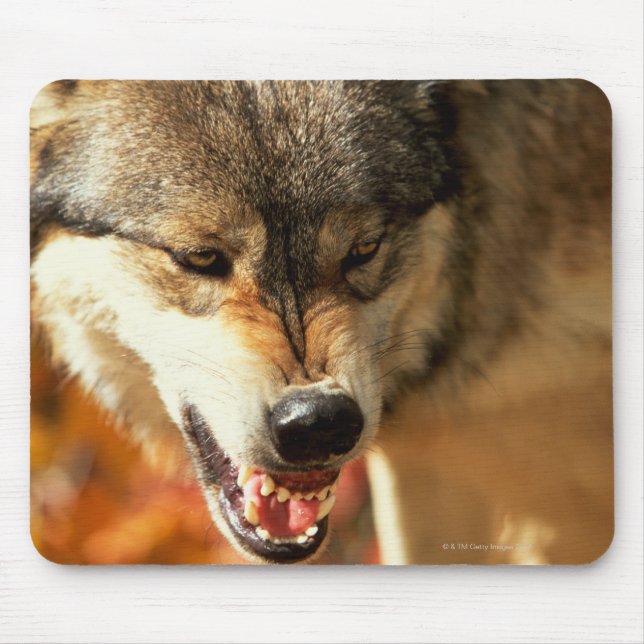 Tapis De Souris Portrait du loup qui grognait (Devant)