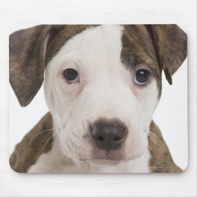 Tapis De Souris Portrait d'un chiot pitbull (Devant)