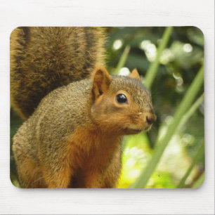 Tapis De Souris Portrait d'un écureuil Nature Animal Photographie