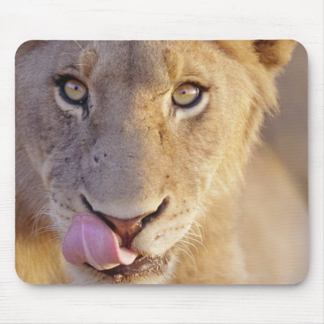 Tapis De Souris Portrait d'un jeune lion mâle menté (Devant)