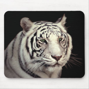 Tapis De Souris Portrait d'un tigre de Bengale blanc