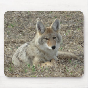 Tapis De Souris Pose du coyote R22