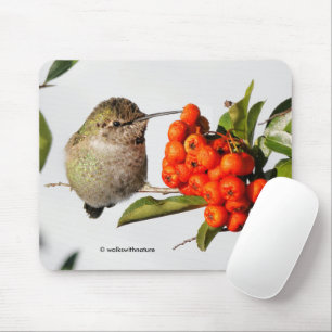 Tapis De Souris Poses de colibri d'Anna avec la Pyracantha