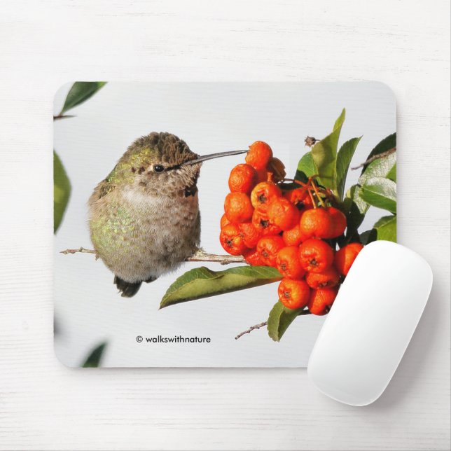 Tapis De Souris Poses de colibri d'Anna avec la Pyracantha (Avec souris)
