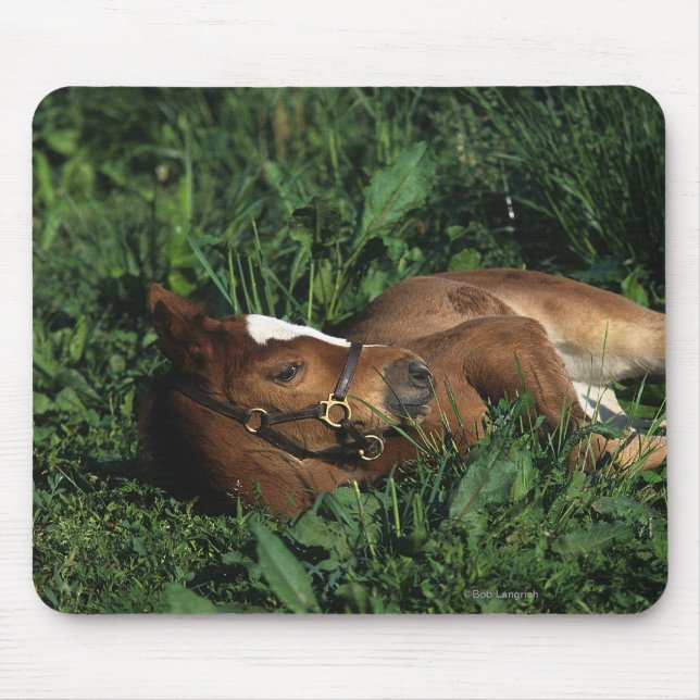 Tapis De Souris Poulain de pur sang se couchant (Devant)