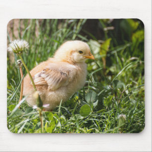 Tapis De Souris poulets, poulet, volaille