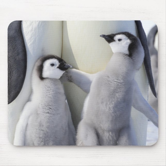 Tapis De Souris Poussin de pingouin d'empereur (Devant)