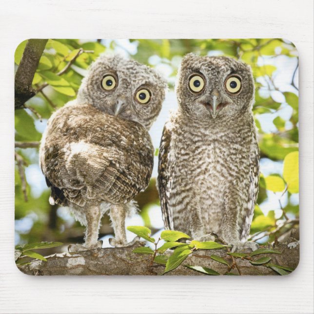 Tapis De Souris Poussins 2 de hiboux de cri strident (Devant)