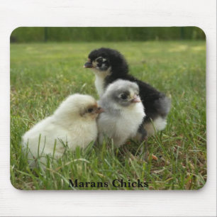 Tapis De Souris Poussins de Marans