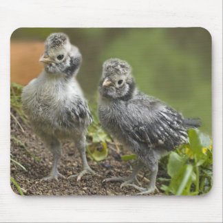 Tapis De Souris Poussins polonais argentés
