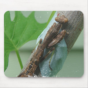 Tapis De Souris Prier Insecte Mantis