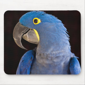 Tapis De Souris Princesse Tara Mousepad