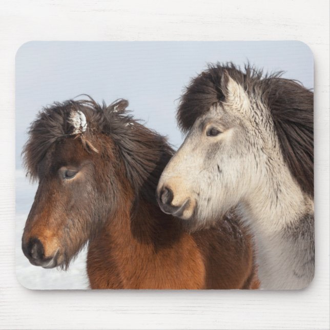 Tapis De Souris Profil de cheval islandais, Islande (Devant)
