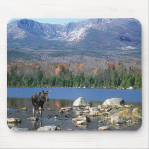 Tapis De Souris Protection d'orignaux