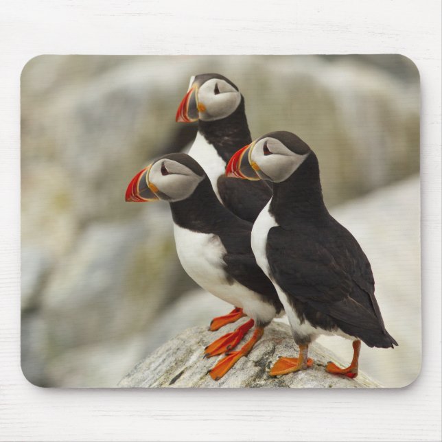 Tapis De Souris Puffins de l'Atlantique sur l'île des phoques Mach (Devant)