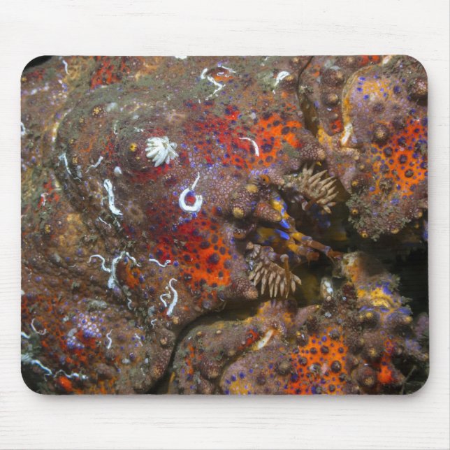 Tapis De Souris Puget Sound King Crab Mousepad (Devant)