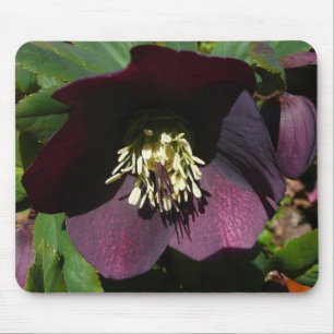 Tapis De Souris Purple Lenten Rose Easter Flower