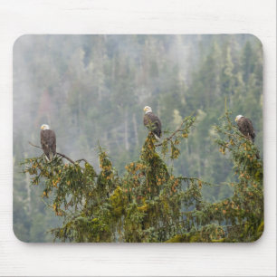 Tapis De Souris Pygargues à tête blanche Forêt nationale de Tong