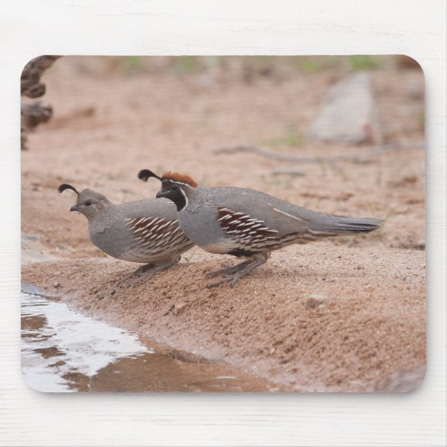 Tapis De Souris Quail de Gambel pour homme et femme (Devant)