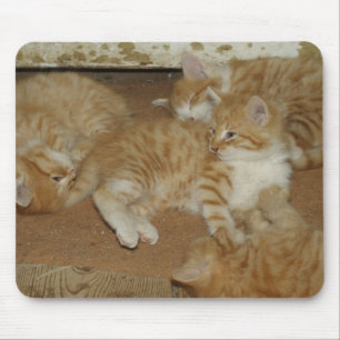 Tapis De Souris Quatre tabbis rouges