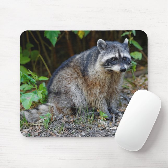 Tapis De Souris Raccoon nord-américain mignon (Avec souris)