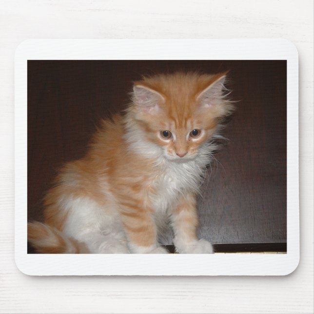 Tapis De Souris ragondin kitten.png du Maine (Devant)