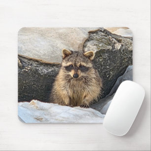 Tapis De Souris Raton laveur dans les rochers de la plage en hiver