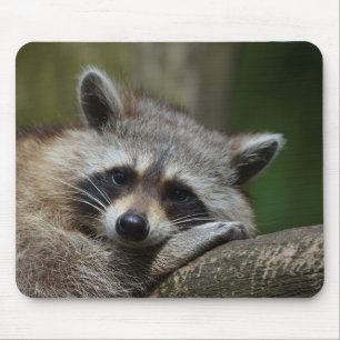 Tapis De Souris Raton laveur mignon de bandit au repos